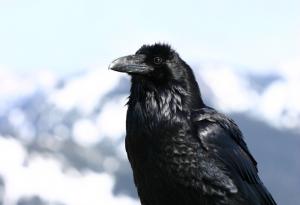 Видео: Умните гарвани