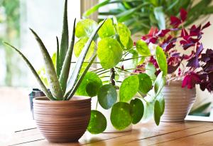 Съжаляваме, но растенията не подобряват въздуха у дома или в офиса