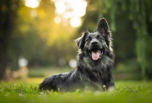 Кучетата са били приятели с хората още отпреди 9000 години!