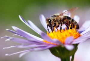 Притча за пчелата
