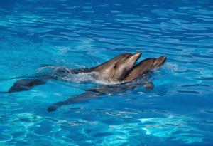 Странната механика на секса при морските бозайници