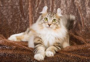 Котките не ни игнорират, доказва изследване