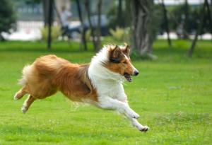 Изследване: И кучетата предпочитат добри хора