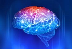 Щом навършим 24 години, мозъкът ни забавя работа