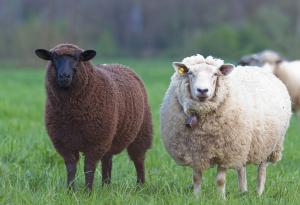 Виц: Статистическо проучване