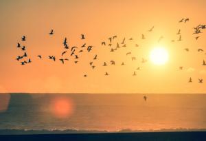 Писмо до онези, които остават