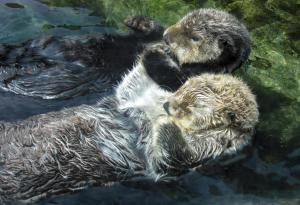 Пет животни, от които не трябва да приемате любовни съвети