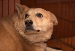 Кучетата хапят емоционално нестабилните хора