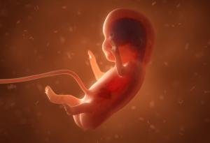 Чудото на живота: Видео разкрива етапите на развитие на бебето в утробата