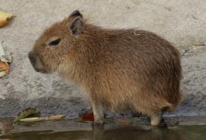 Това са най-сладките животни на планетата