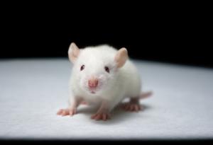 Учените подмладиха стара мишка с кръвта на тийнейджъри