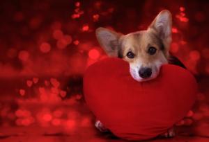 Домашният любимец - най-добрият антидепресант