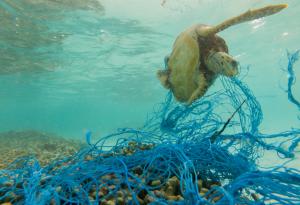 Почти 1 млн. вида са пред изчезване