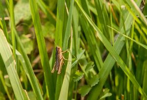 Притча за това, което чуваме