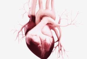 40 интересни факта за човешкото сърце