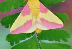 Тази нощна пеперуда изглежда така, сякаш е направена от захарен памук