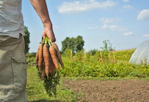 Бета-каротинът ще ви направи с 50% по-привлекателни