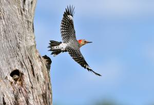 На какво да научим децата, преди да са напуснали дома