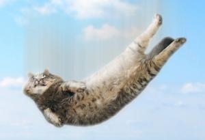 По-високите етажи не винаги са по-опасни за котките