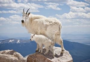 Тези 20 кози по скалите не знаят що е страх