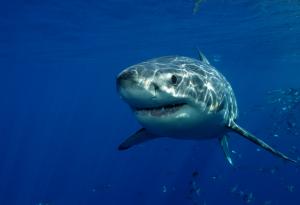 Гренландска акула е на поне 272 години