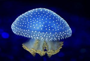 Невероятни създания на дъното на океана