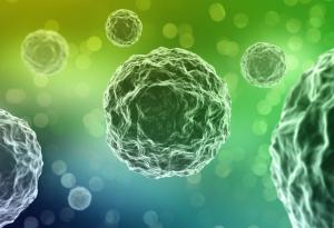 Едноклетъчен организъм способен на учене