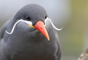 15 забавни животни с мустаци