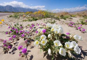 Цигарени филтри се садят като цветя