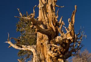 Най-тайното дърво