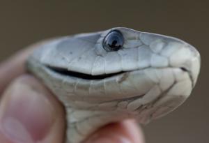 Видео: Мъж кара най-отровните змии в света да го хапят