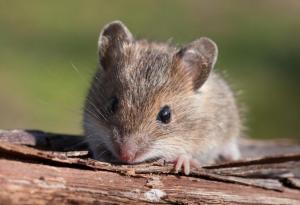 Как младата кръв подмладява старите мозъци