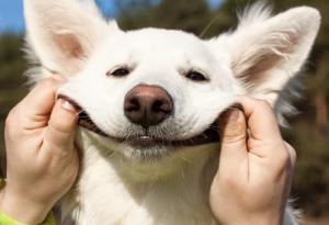 Това са най-усмихнатите кучета в интернет! 