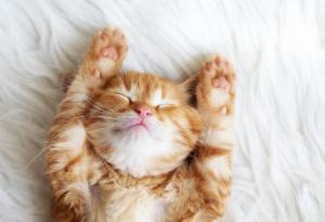 Трябва ли домашният любимец да спи до вас?