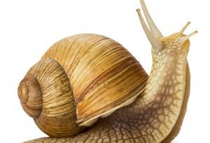 Знаете ли, че: Охлювите...