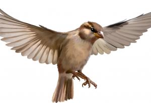 За врабчетата и динозаврите