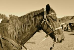 Притча за хорското мнение