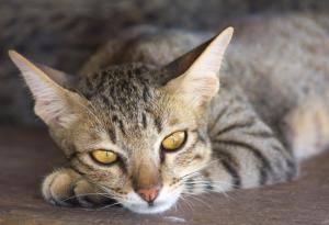 Фотограф документира многото лица на бездомните котки в Токио