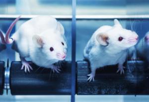 24 април - Световен ден за защита на лабораторните животни
