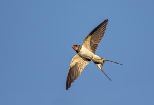 Как спят птиците по време на полет?