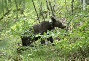 Върнаха в дивата природа спасените преди година три мечета 