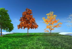 Избери дърво и виж каква личност си