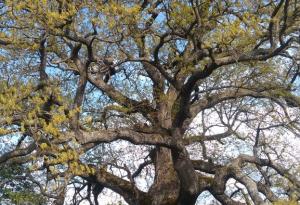 300-годишен цер от с. Рани луг ще представлява страната ни в конкурса "Европейско дърво на годината 2019"