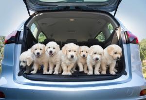 С кучета на път