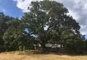 Подкрепете българския участник в Европейско дърво на годината 2017