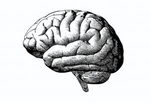 Виц: Колко струва мозъкът на един учен?