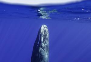 Редки снимки показват как точно спят кашалотите