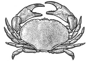 Басня за рачешката походка