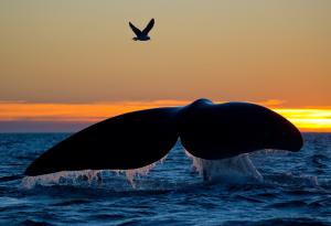 Китовете оплакват мъртвите, също като нас