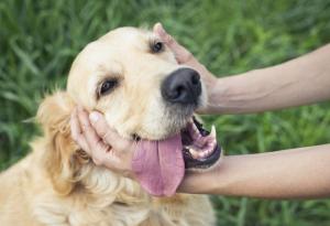 11 неща, които правим, а кучетата мразят